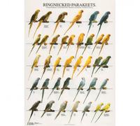 Póster Periquitos Alexandre - Mediciones: 680 x 980 mm | Opción: Papel