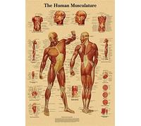 Póster Retro de estructura corporal, papel Kraft anatomía y fisiología, pósteres esqueleto, decoración habitación médica for el hogar, pintura artística for pared(2)