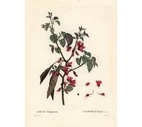 Póster sobre lienzo de 58 x 90 cm, sin marco, árbol de Judas Cercis siliquastrum de Pierre Joseph Redoute