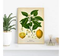 Póster vintage botánico de cocina, lienzo impreso, pintura de limón, pimienta negra, plantas medicinales, arte de pared, imágenes para decoración del hogar, 35 x 50 cm, sin marco