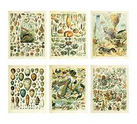 Póster vintage de biología botánica para decoración de pared, diseño de animales de criatura marina, conchas de mar, verduras, razas, especies, huevos, gráfico de identificación, flores, floral