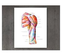 Pósteres de arte anatomía acuarela, decoración anatómica, médico, clínica quiropráctica, pared, regalo cirujano, pintura en lienzo(6,21cmX30cmA4 No Frame)