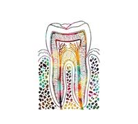 Pósteres de dientes, póster nórdico diente Dental, cuadro sobre lienzo for pared, Cuadros, for sala estar, decoración del hogar sin marco(K,40X50cm NoFrame)