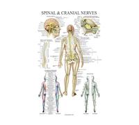 Pósteres de sistema muscular, tabla anatomía, cuerpo humano, escuela, ciencia médica, suministros educativos, decoración pared for el hogar, arte for sala estar(24,20x30CM NO FRAME)