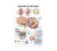 Pósteres de sistema muscular, tabla anatomía, cuerpo humano, escuela, ciencia médica, suministros educativos, decoración pared for el hogar, arte for sala estar(1,20x30CM NO FRAME)