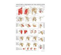 Pósteres de sistema muscular, tabla anatomía, cuerpo humano, escuela, ciencia médica, suministros educativos, decoración pared for el hogar, arte for sala estar(6,20x30CM NO FRAME)