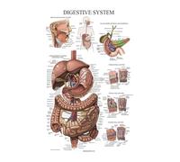Pósteres de sistema muscular, tabla anatomía, cuerpo humano, escuela, ciencia médica, suministros educativos, decoración pared for el hogar, arte for sala estar(2,30x40CM NO FRAME)