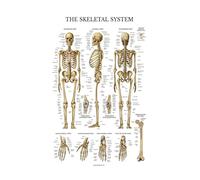 Pósteres de sistema muscular, tabla anatomía, cuerpo humano, escuela, ciencia médica, suministros educativos, decoración pared for el hogar, arte for sala estar(20,30x40CM NO FRAME)