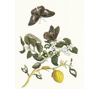 POSTERIIk Famoso moderno lienzo Impresión de Imagen Limonier di Maria Sibylla Merian Para la Decoración del Hogar 60x90cm