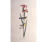 POSTERIIk Famoso Painting Cuadro Póster retro para Warbler dal dorso giallo degli uccelli d'di John Jame Audubon Para la Decoración del Hogar 60x90cm