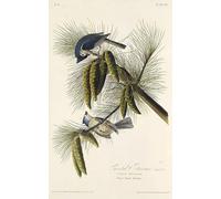 POSTERIIk Pinturas Famosas Pintura Abstracta Lienzo de graffiti la cincia dalla cresta nera Da Birds of America di John Jame Audubon Para la Decoración del Hogar 60x90cm