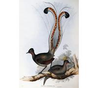 POSTERIIk Pinturas Famosas Pintura Abstracta Lienzo de graffiti Uccello animale Uccello lira superbo di John Gould Para la Decoración del Hogar 60x90cm