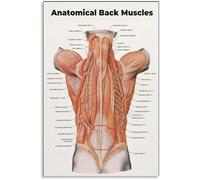 Posterior Chain Muscles Diagram Canvas Wall Art Fitness Anatomy Decor for Workout Room and Office(Unframed,12x18inch(30x45cm))