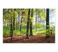 Posterlounge Autumn forest early in the morning sunlight Póster