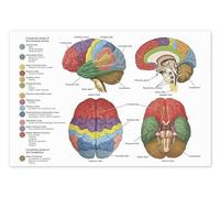 Posterlounge El cerebro desde 4 perspectivas Póster 60 x 40 cm Cuadros Decoración para la pared