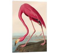 Posterlounge Flamenco americano Cuadro de metacrilato de John James Audubon 13 x 18 cm Rosa caramelo Cuadros Decoración para la pared