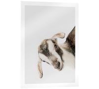 Posterlounge Friendly Goat Cuadro de metacrilato de Animal Kids Collection 13 x 18 cm Gris Cuadros Decoración para la pared