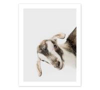 Posterlounge Friendly Goat Póster de Animal Kids Collection 13 x 18 cm Gris Cuadros Decoración para la pared