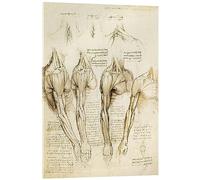 Posterlounge Músculos del hombro, brazo y cuello Cuadro de metacrilato de Leonardo da Vinci 30 x 40 cm Beige Anatomía Decoración para la pared