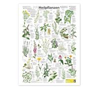Posterlounge Plantas medicinales (alemán) Póster de Planet Poster Editions 60 x 80 cm Verde Cuadros Decoración para la pared