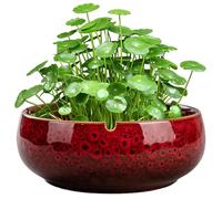 Pot de Flores en macetas de Bonsai, plantador de Loto de Loto, Recipiente hidropónico no poroso de cerámica roja, Agua de Agua Redonda de Lirio suculento Cuenca de cerámica Simple/6.5x2.5 Pulgadas