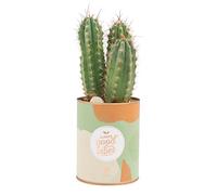 Pot of Tin with cactus - Always good vibes