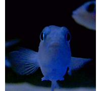 Powell - on the feet of a wind [VINYL] [Vinilo]