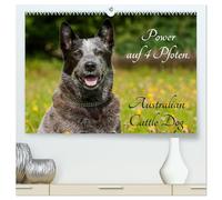 Power auf 4 Pfoten. Australian Cattle Dog (hochwertiger Premium Wandkalender 2026 DIN A2 quer), Kunstdruck in Hochglanz: Australian Cattle Dogs auf 13 wunderschönen Fotos