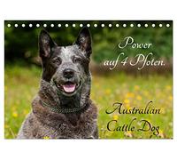 Power auf 4 Pfoten. Australian Cattle Dog (Tischkalender 2026 DIN A5 quer), CALVENDO Monatskalender: Australian Cattle Dogs auf 13 wunderschönen Fotos