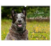 Power auf 4 Pfoten. Australian Cattle Dog (Wandkalender 2026 DIN A3 quer), CALVENDO Monatskalender: Australian Cattle Dogs auf 13 wunderschönen Fotos