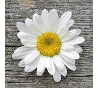 ppd GmbH Daisy on Wood - Servilletas (33 x 33 cm)