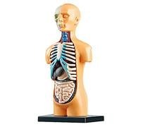 Pqahffowr Modelo de Cuerpo de Torso Humano AnatóMico ExtraíBle 3D para EducacióN Juguete Estructura del Cuerpo Humano EnseñAnza para NiñO Chico Estudiante