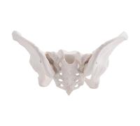 Pqahffowr Modelo de Pelvis Femenina de TamañO Real, Modelo de Cadera, Modelo de AnatomíA Femenina, Modelo PéLvico de Hueso de Cadera, Modelo AnatóMico Femenino