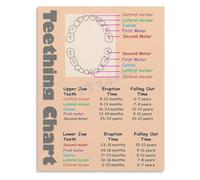PQYSMVVG Child Tooth Development Map Showing Primary Teeth Eruption and Exfoliation Timeline Poster for Doctor Clinic(Unframed,12x18inch(30x45cm))