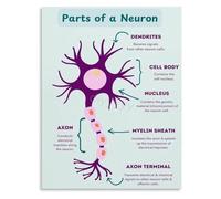 PQYSMVVG Neuron Connection Poster Synaptic Transmission Educational Art Living Room Wall Print(Unframed,12x18inch(30x45cm))