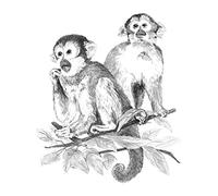 Pracht Creatives Hobby Royal & Langnickel - Sketching - El Dibujo con Motivo de Mono es una introducción Ideal para los niños a Partir de 8 años.