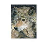 Pracht Hobby Royal & Langnickel - Pintura por números Lobo, Incl. lápices de Colores y sacapuntas, para Adultos y niños a Partir de 8 años