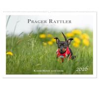 Prager Rattler - Black and Tan - Kleine Hunde ganz groß (Wandkalender 2026 DIN A2 quer), CALVENDO Monatskalender: Zauberhafte Prager Rattler Fotos