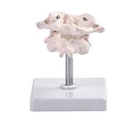 Precisions - Modelo de articulación de columna ósea occipital para estudio de anatomía en escuelas médicas, escuelas y clínicas, rotación de 360 grados, modelo educativo de vértebras