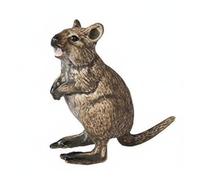 predolo Juguete de Animal Silvestre Realista Detalles Realistas Juego de Animales Salvajes Pintado a Mano para Educadores, Quokka