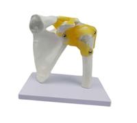 predolo Modelo de Articulación Humana Diseñado para Fines Educativos Y de Formación Médica. Esqueleto para Exhibición, Hombro