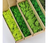 prefleur Paquete de mezcla de 5 colores de musgo de reno preservado, verde natural, kit de bricolaje, arte de jardinería, decoración de pared, decoración de floristería (1 libra) (verde-01 verde-02