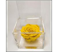 Premium-Rose - Rosa roja estabilizada en cubo transparente - Cubo con una auténtica y verdadera rosa que dura incluso más de 5 años