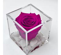 Premium-Rose - Rosa roja estabilizada en cubo transparente - Cubo con una auténtica y verdadera rosa que dura incluso más de 5 años