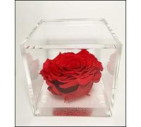 Premium-Rose - Rosa roja estabilizada en cubo transparente - Cubo con una auténtica y verdadera rosa que dura incluso más de 5 años
