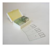 Prepared Slide Plant Mitosis Classpack of 15 Sides