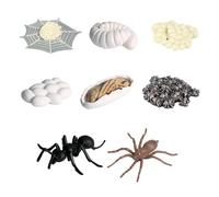 Preschool Learning Activities - Life Cycle Toys - Ants Growth Cycle Model
