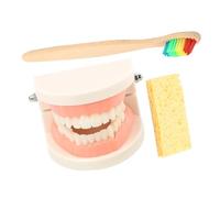 PRETYZOOM 1 Juego Educativo de Dientes para Cepillo de Dientes de Material Didáctico para Aprendizaje de Bucal para Estudio y Demostración de Técnicas de Cepillado Color