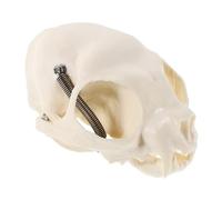 PRETYZOOM 1piezas Cat Skull Anatomical Model Realistic Small Cat Head Skeleton for Home Decor Science Education and Halloween Display