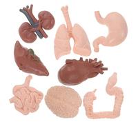 PRETYZOOM de Órganos 8 Piezas Juguete Didáctico de Anatomía para Estudiantes Corazón Intestinos y Riñones Material Seguro para Educación Médica
